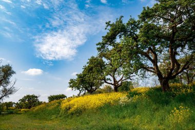 İnanılmaz bir ağaç manzarası ve bir tarlada yabani sarı çiçekler.