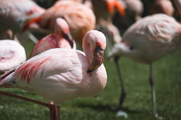 Close Flamboyance Pink Greater Flamingos Park — Stock Photo, Image