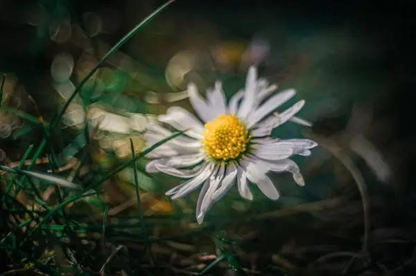 Bahçede Yetişen Papatya Çiçeğinin Yakın Çekimi — Stok fotoğraf