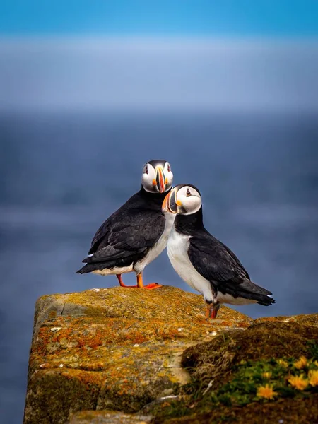 Zwei Süße Papageitaucher Auf Einem Felsen — Stockfoto