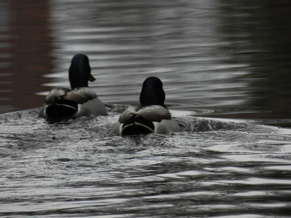 两只鸭子在水里漂浮的灰白色的镜头 — 图库照片
