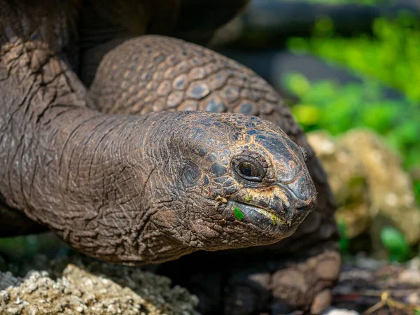 Großaufnahme Eines Riesigen Afrikanischen Aldabra Schildkrötenkopfes Auf Den Inseln — Stockfoto