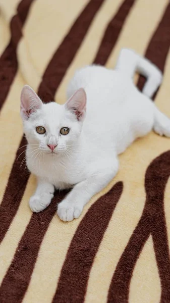 Een Verticaal Shot Van Witte Kat Liggend Gestreept Tapijt — Stockfoto