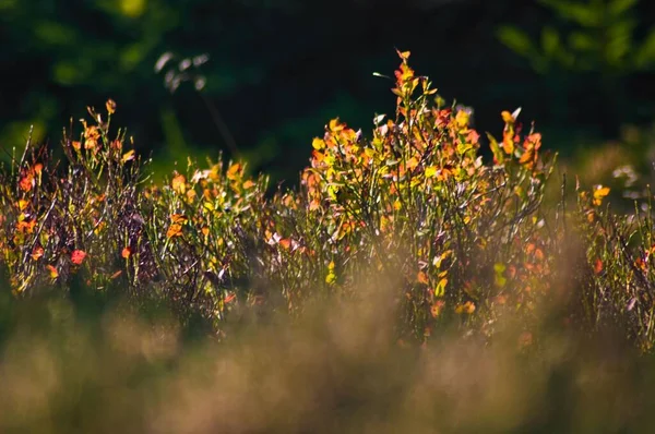 Közelkép Növényekről Virágokról Egy Németországi Erdőben — Stock Fotó