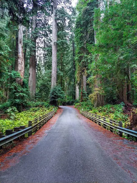 Tiro Vertical Uma Estrada Vazia Campo Cercado Por Exuberantes Sequoias — Fotografia de Stock