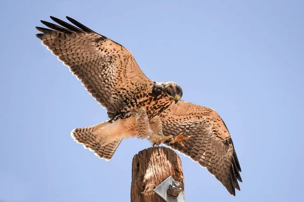 Beautiful Shot Red Tailed Hawk Open Wings Blue Sky Background — Stock Photo, Image