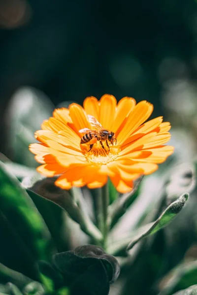 Вертикальный Снимок Пчелы Цветке Календулы — стоковое фото