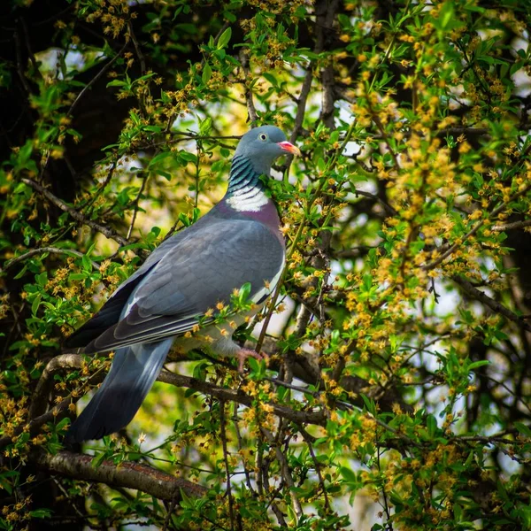 Primer Plano Una Paloma Madera Común Posada Una Rama Árbol — Foto de Stock