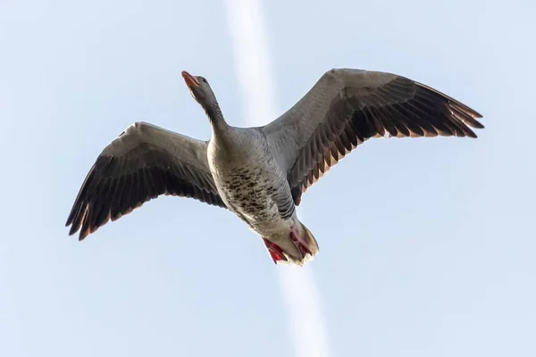 Vue Panoramique Canard Volant Dans Les Airs Dans Ciel Bleu — Photo