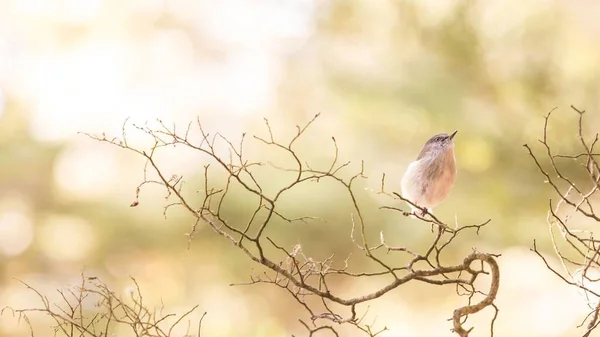 Zbliżenie Słodkie Northern Wren Gałęzi Drzewa Zamazanym Tle — Zdjęcie stockowe