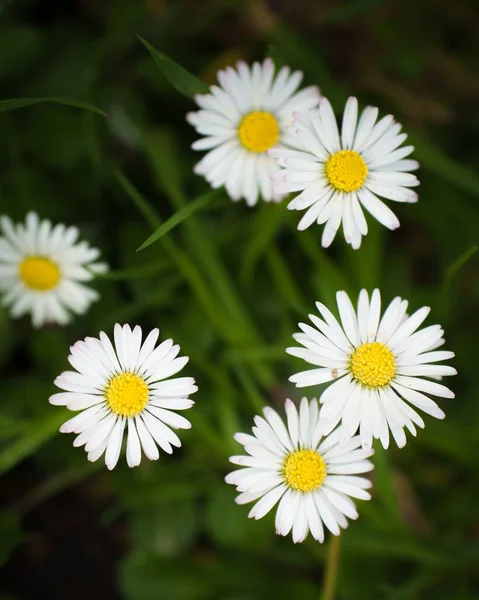 Widok Bliska Kwiaty Rumianku — Zdjęcie stockowe