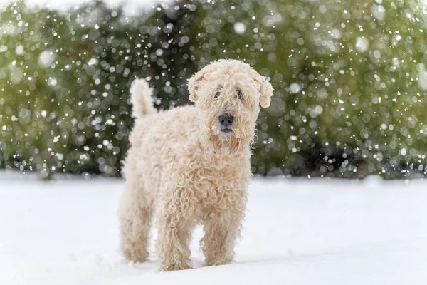 A Soft-coated Wheaten Terrier standing in a snowy field with bokeh lights in the background