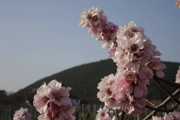 Closeup Beautiful Pink Blossomed Flowering Almond Prunus Dulcis Sunlight Gimmeldingen — Stock Photo, Image