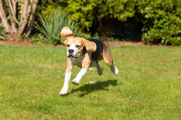 Seekor Anjing Beagle Manis Bermain Taman — Stok Foto