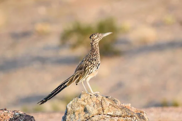 Een Bruine Roadrunner Vogel Neergestreken Een Rots — Stockfoto