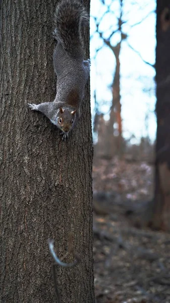 Vertical Shot Squirrel Tree Trunk — Zdjęcie stockowe