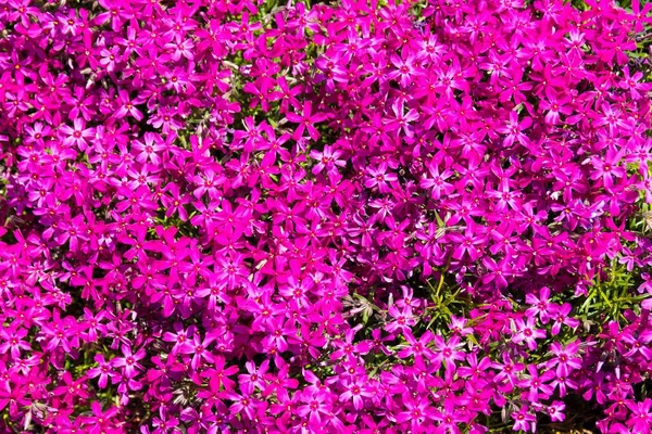 Primer Plano Flores Floración Color Púrpura Brillante Flox —  Fotos de Stock