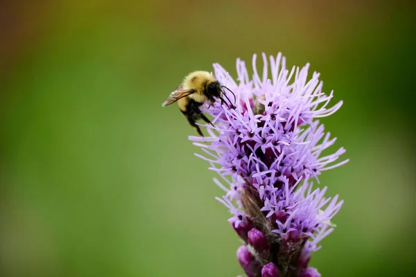 Eine Biene Auf Der Lila Schönen Blume Einem Garten — Stockfoto