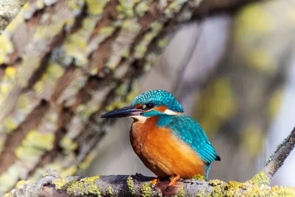 Cute Common Kingfisher Alcedo Atthis Branch Forest — Stock Photo, Image