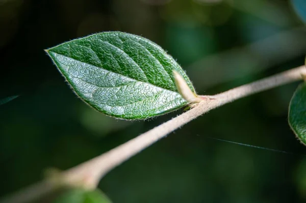 Ένα Κοντινό Πλάνο Του Κλαδιού Μικρά Πράσινα Φύλλα — Φωτογραφία Αρχείου