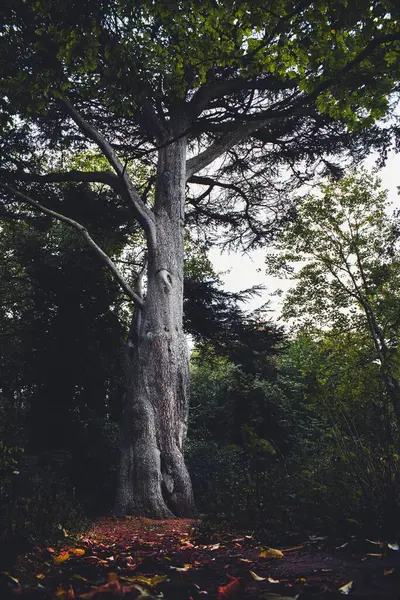 Eine Vertikale Aufnahme Eines Hohen Baumes Mitten Wald — Stockfoto