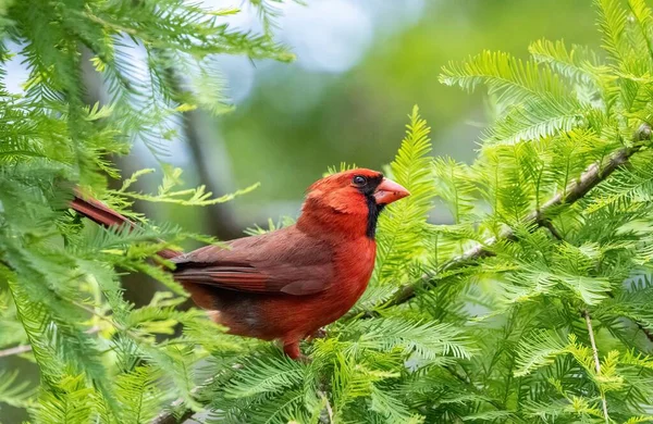 Primer Plano Hermoso Pájaro Cardenal Rojo Posado Sobre Árbol — Foto de Stock