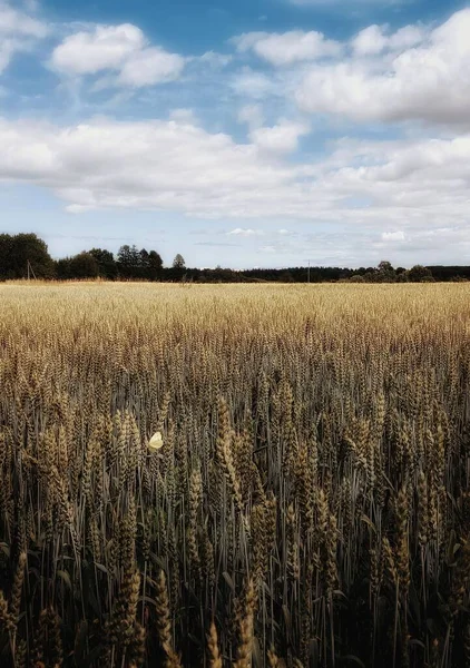 Pohled Pšeničné Pole Malebné Krajině — Stock fotografie