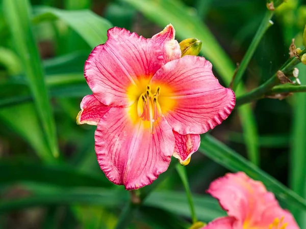 路易斯安那州巴吞鲁日红植物园开花结果 粉红百合花冠 绿叶背景 — 图库照片