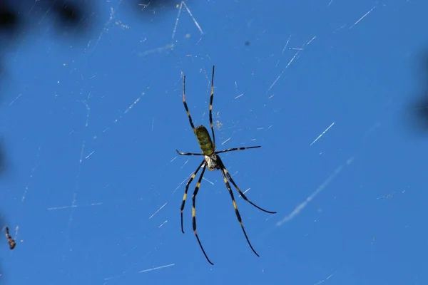 Eine Selektive Fokusaufnahme Einer Spinne Ihrer Natürlichen Umgebung — Stockfoto