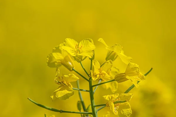 Tiro Close Uma Flor Amarela — Fotografia de Stock