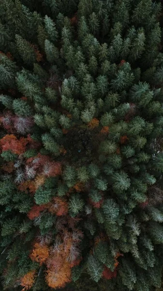 森林中松树的俯瞰图 — 图库照片