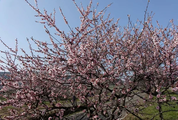 Beautiful Pink Blossomed Flowering Almond Tree Prunus Dulcis Sunlight Gimmeldingen — Stock Photo, Image