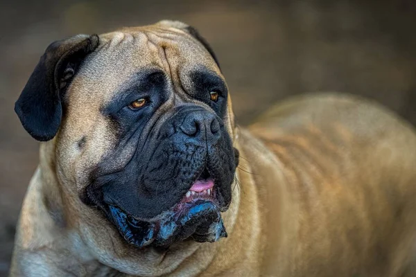 Large Bullmastiff Lying Ground Wunning Eyes Blurry Body Background Leash — Stock fotografie