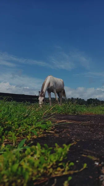 Tiro Vertical Cavalo Branco Comendo Grama — Fotografia de Stock