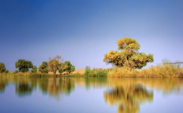 Sahilde Büyüyen Ağaçların Yansımasının Olduğu Sakin Bir Göl — Stok fotoğraf