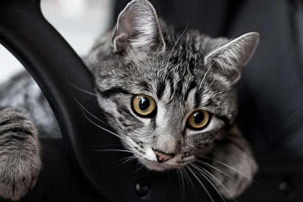 Detailní Záběr Rozkošné Šedé Pruhované Kočky Jasnýma Očima — Stock fotografie