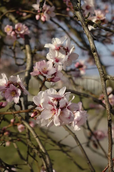 美しいピンク色の花を咲かせるアーモンド Prunus Dulcis ラインラント プファルツ州ギムメルディンゲンの太陽の下で閉じ込められました — ストック写真