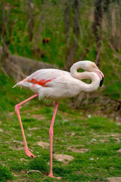 Exótico Pássaro Flamingo Bonito Uma Perna — Fotografia de Stock