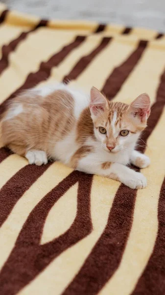 Μια Περίεργη Άσπρη Κοκκινομάλλα Γάτα Ξαπλωμένη Στην Κουβέρτα — Φωτογραφία Αρχείου