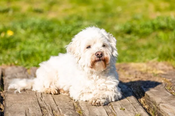 Coton Tulear 야외에서 햇볕을 식히는 모습을 촬영했다 — 스톡 사진