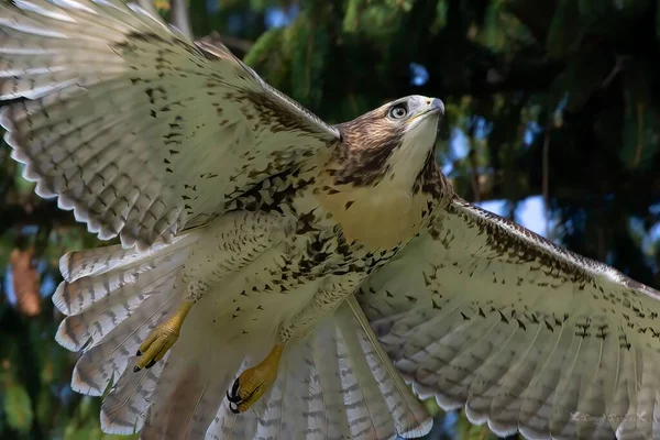 一只褐色的鹰带着展开的翅膀飞行的低角度镜头 — 图库照片
