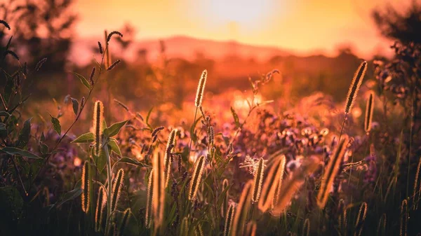 Primer Plano Plantas Flores Las Tierras Cultivo Atardecer — Foto de Stock