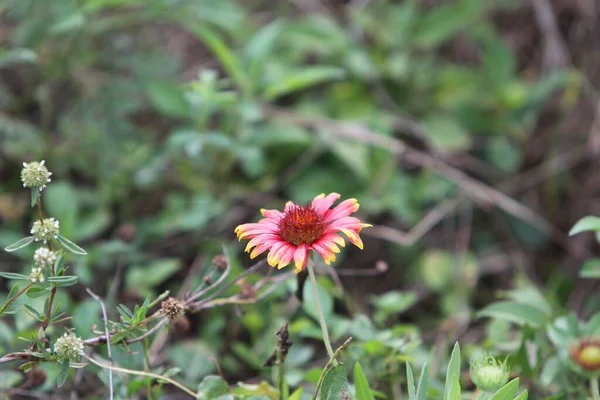 A scenic view of a beautiful blanket flower in a garden in daylight