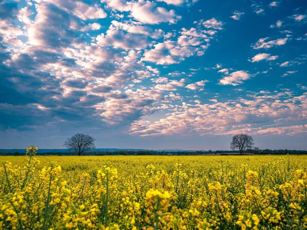 Krásný Záběr Žluté Květinové Pole Nadýchanými Mraky Obloze — Stock fotografie