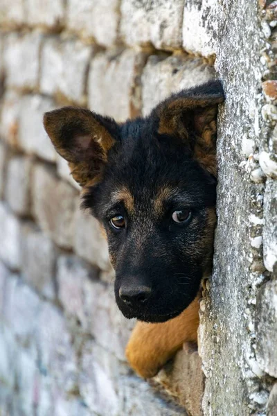 Vertical Closeup Shot Adorable Black Puppy Head Peeking Out Stone — Stock Photo, Image