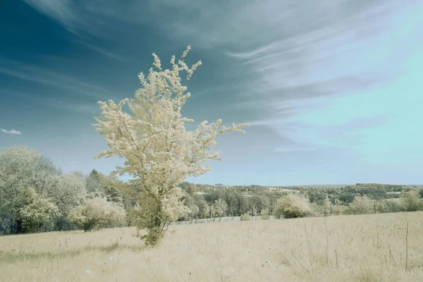 Ένα Ανθισμένο Λευκό Δέντρο Την Άνοιξη Έναν Γαλάζιο Ουρανό Στον — Φωτογραφία Αρχείου