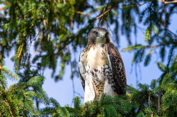 松の木の上に美しい茶色の鷹 — ストック写真