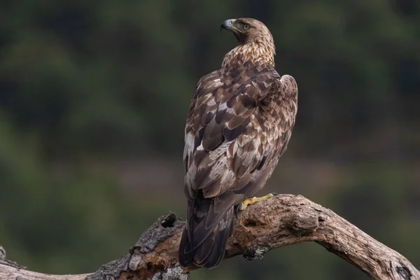 Águila Dorada Posada Sobre Una Rama — Foto de Stock