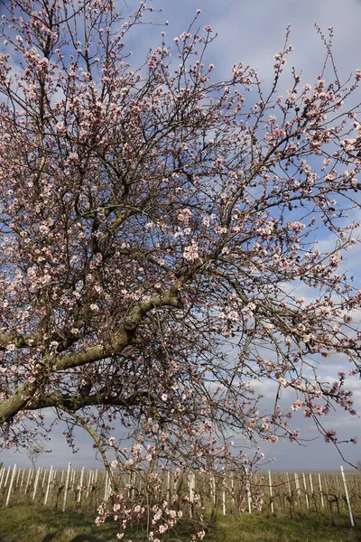 Krásný Růžový Kvetoucí Mandlový Strom Prunus Dulcis Pod Slunečním Světlem — Stock fotografie