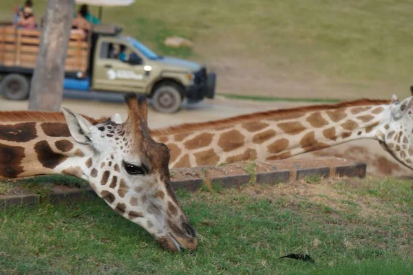 Detailní Záběr Žirafy Odpočívající Zoo — Stock fotografie